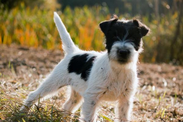 The Magnificent Fox Hunter, levage de Parson Russell Terrier