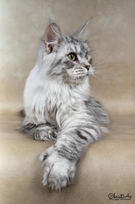 Mclegacy, levage de Maine Coon