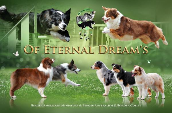 Of Eternal Dreams, élevage de Berger Australien