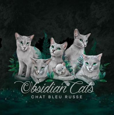 Obsidian Cats, élevage de Russe