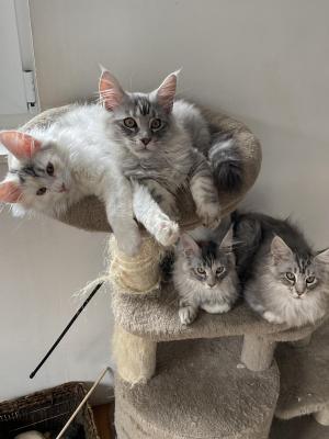 Of Team Coon, levage de Maine Coon