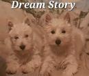 Dream Story, élevage de West Highland White Terrier