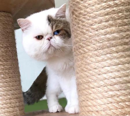 Dcb Cattery, levage d'Exotic Shorthair