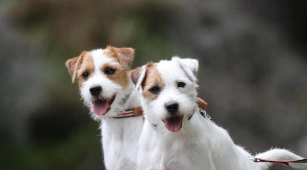 Of The Silver Pebble, levage de Parson Russell Terrier