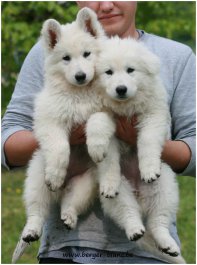 éleveurs De Chien Loup Tchécoslovaque Classée Par Département