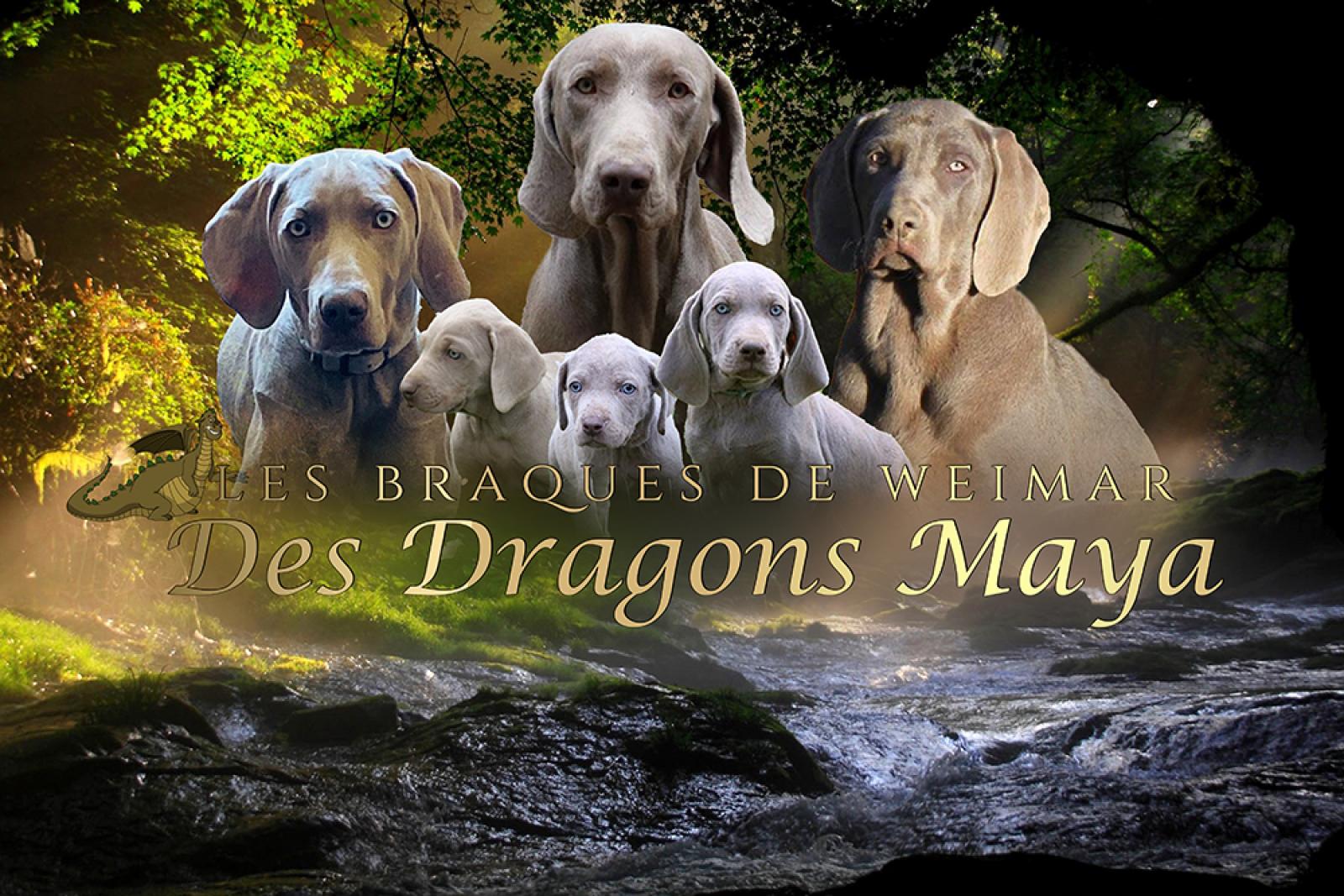 Dragons Maya
