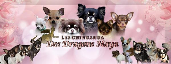 Dragons Maya, levage de Chihuahua  Poil Long