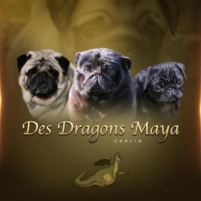 Dragons Maya, levage de Carlin