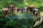 Dragons Maya, élevage de Boxer