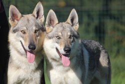 Du Domaine De La Combe Noire, levage de Chien Loup Tchcoslovaque