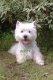 Des Guerriers Chippewas, levage de West Highland White Terrier