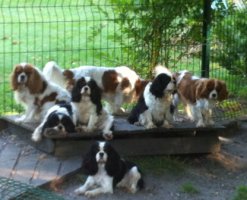 La Lande Du Mdoc, levage de Cavalier King Charles Spaniel