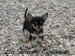 La Grande Equinoxe, levage de Chihuahua  Poil Court