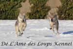 De L'ame Des Loups, élevage de Chien Loup Tchécoslovaque