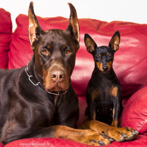 Of Devil Inside, levage de Pinscher Nain