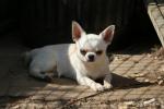 La Légende Des Elfes, élevage de Chihuahua à Poil Court