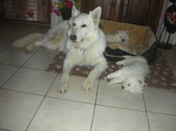 Of Nice Animals, levage de Berger Blanc Suisse