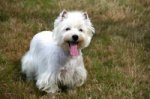 Du Fief St Theau, élevage de West Highland White Terrier