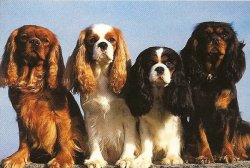 La Colline Au Noir Desir, levage de Cavalier King Charles Spaniel