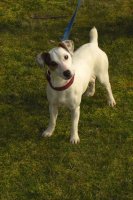 Aniparc, levage de Jack Russell Terrier