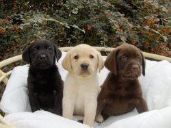 Elevage Du Haut De Crecy, levage de Labrador Retriever