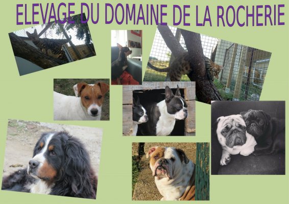 Du Domaine De La Rocherie, élevage de Bulldog