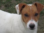 Du Domaine De La Rocherie, élevage de Jack Russell Terrier