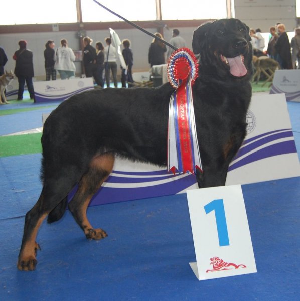 Djiny lou est une superbe femelle cote 3, elle est d'autre part titulaire d'un brevet de mondioring, et elle est aussi championne d'europe, championne d'italie, et championne de slovnie, championne d'espagne, championne internationale d'expositions, mditeranean winner, elle est d'autre part la fille de la clbre Championne de France multi championne titre en brevet de chien de dfense et Certificat RCI et RCI 1 Elite A, Toscane de sainte ptronille, et du clbre Champion de france, ob 2 Elite A, Rocco de la montagne du seigneur, prop. mr Morales.