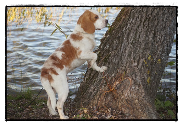 Gribouille est un trs joli beagle Lemon, avec une trs jolie tte, bien proportionn.<br />
C'est un chien avec un super caractre, trs calme et calin. <br />
<br />
Il est disponible pour la saillie, me contacter pour plus de renseignement au 06.33.66.81.96