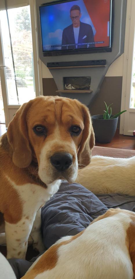 Rosty est le beagle le plus doux et le plus gentil du monde et aussi le plus beau ce qui fait de lui un papa parfait