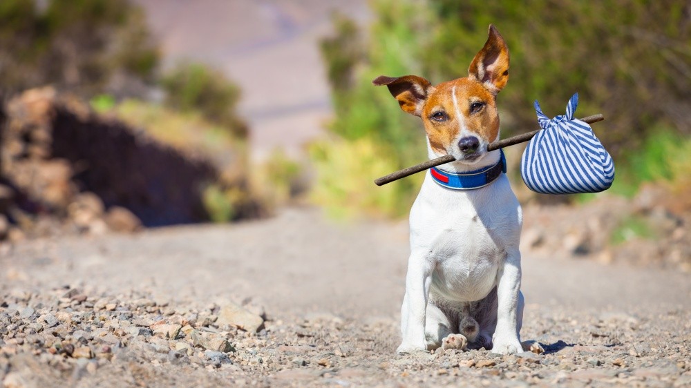 Confier son chien  une pension pendant les vacances