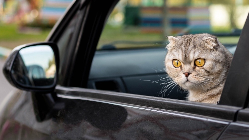 Mon chat vomit en voiture