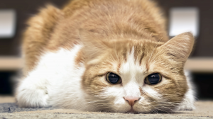 Le chat et la douleur