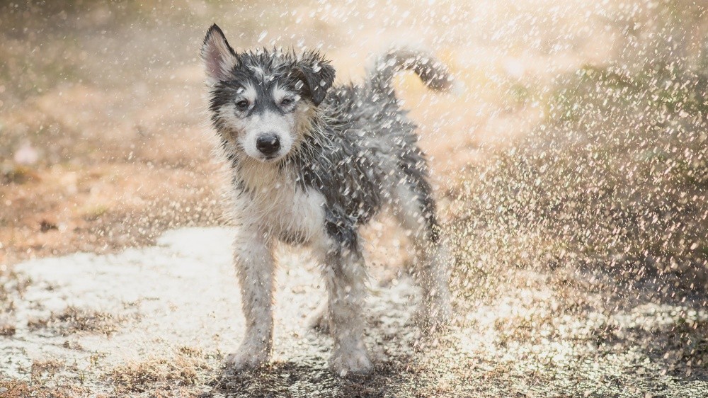 Limiter les odeurs corporelles chez les chiens et les chats