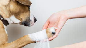 Plaie cutane chez un chat ou un chien