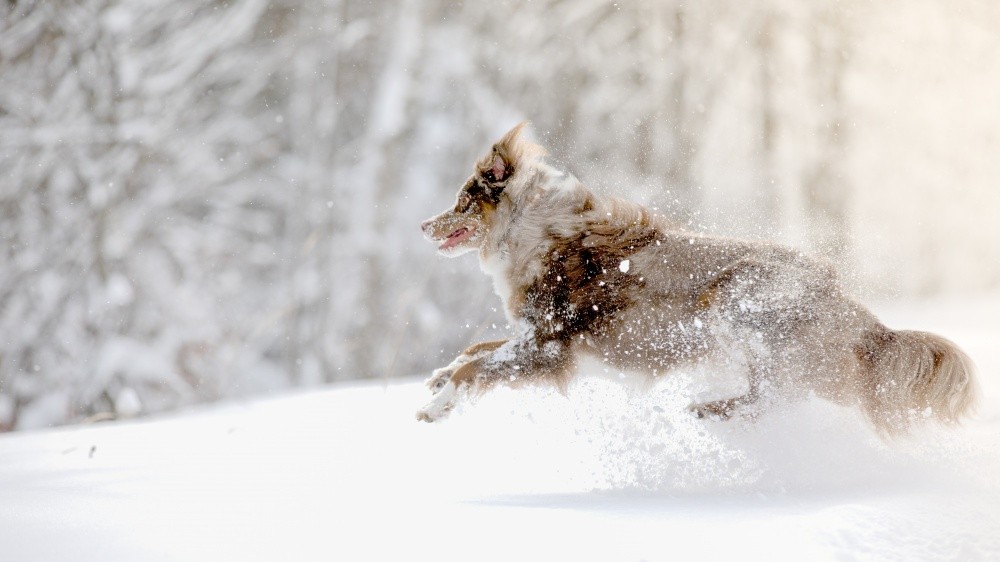 Le chien en hiver : froid lui ? jamais !