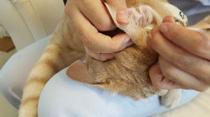 Gale des oreilles chez le chat : le traitement se simplifie