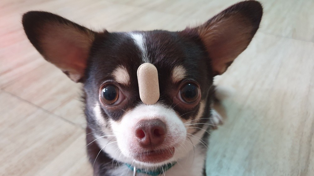 Alimentation traditionnelle des chiens : n'oubliez pas le calcium