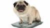 L'excès de poids et problèmes articulaires chez les chiens et les chats