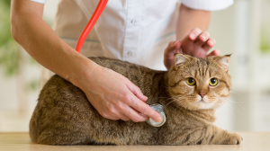 Insuffisance rnale du chat - : ne le laissez pas s'anmier