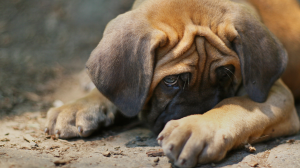 L'anxit chez le chien : sachez la reprer et l'empcher de s'aggraver