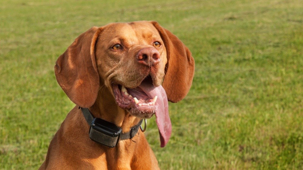 Clture lectrique pour chiens