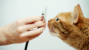 L'hyperthyroïdie : un trouble hormonal fréquent chez le chat âgé