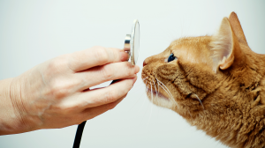 L'hyperthyrodie : un trouble hormonal frquent chez le chat g