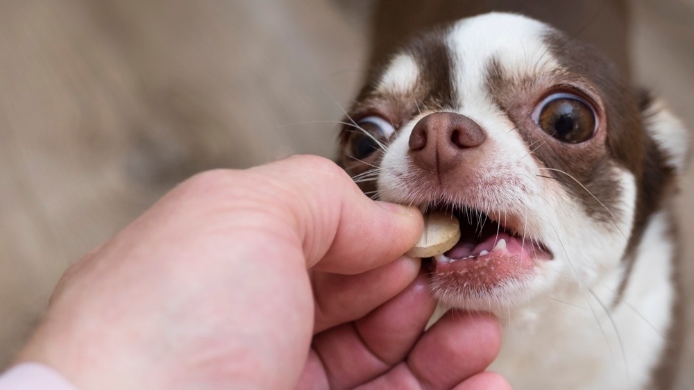 Votre chien rentre de vacances ? vermifugez-le !