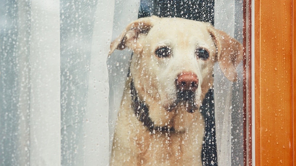 Laisser son chien seul quelques heures