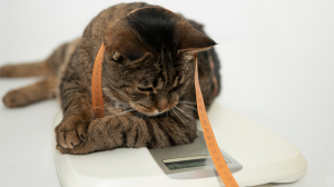 Alimentation d'un chat aprs strilisation