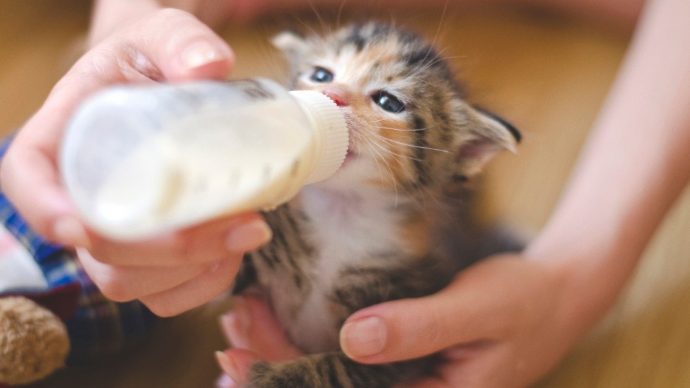 Alimentation artificielle des chatons nouveau-ns