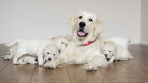 Chienne reproductrice : bien grer sa carrire