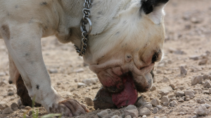 Mon chien mange ou lche nimporte quoi - - Pourquoi fait-il a ?